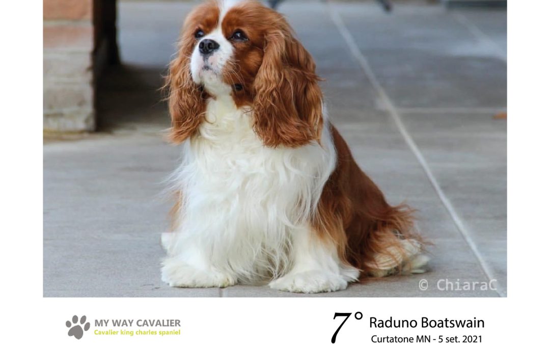 7° raduno di padroni e cani Boatswain dell’allevamento “My Way Cavalier King”